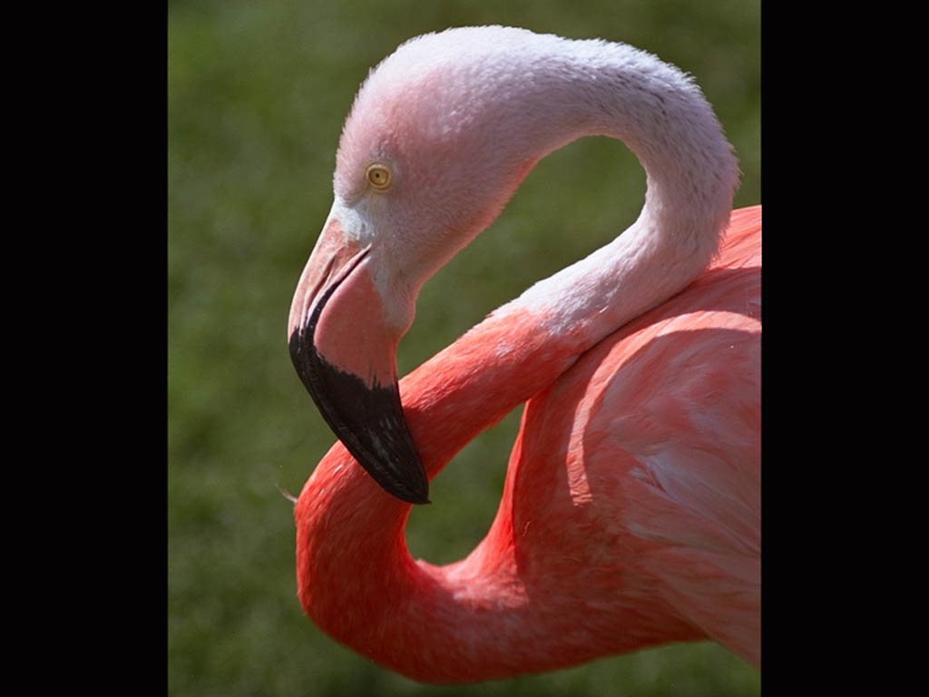 Pink Flamingo - Greater Flamingo - HD Wallpaper 