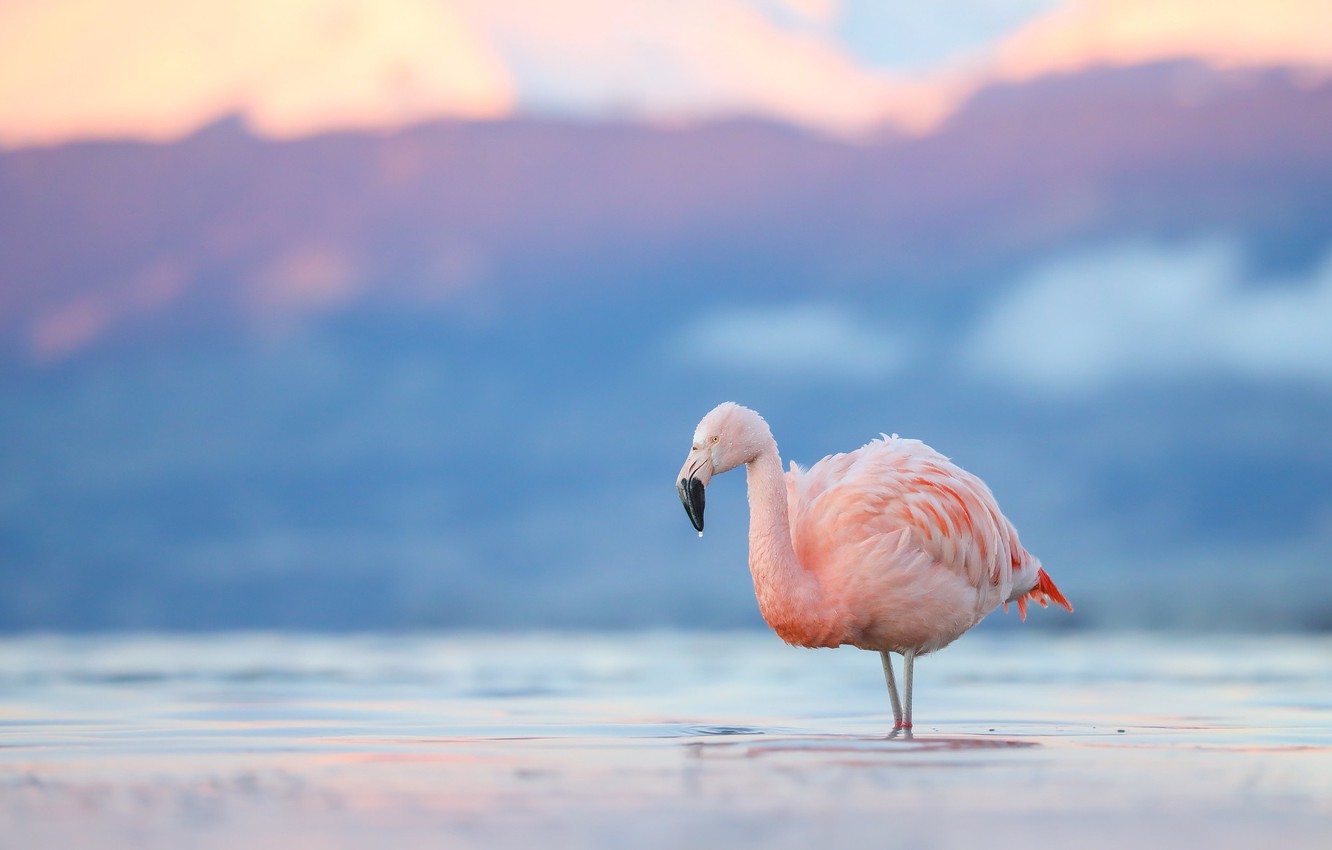 Photo Wallpaper Water, Drops, Mountains, Nature, Lake, - Greater Flamingo - HD Wallpaper 