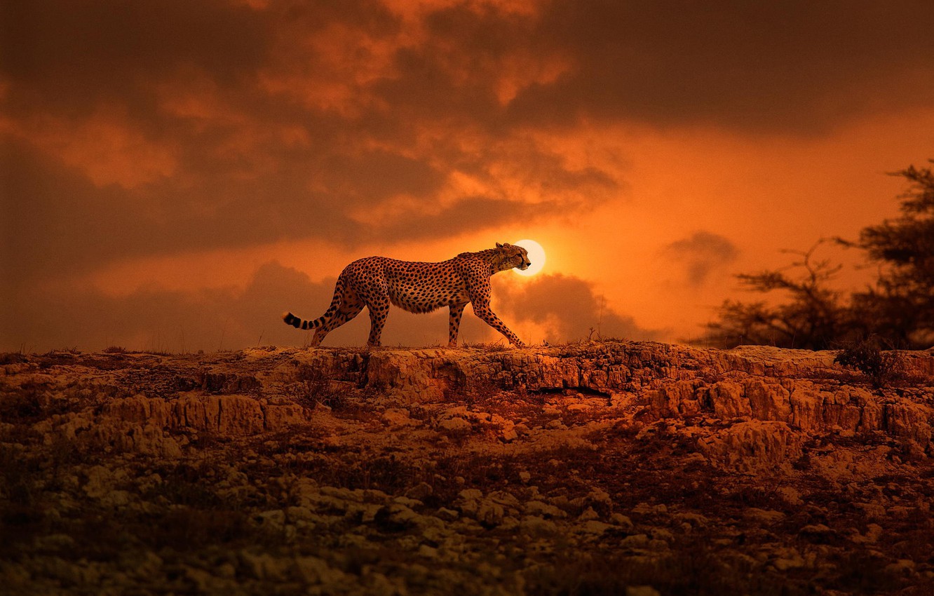 Photo Wallpaper The Sun, Cheetah, Africa, Walk, Big - Sunset With A Cheetah - HD Wallpaper 