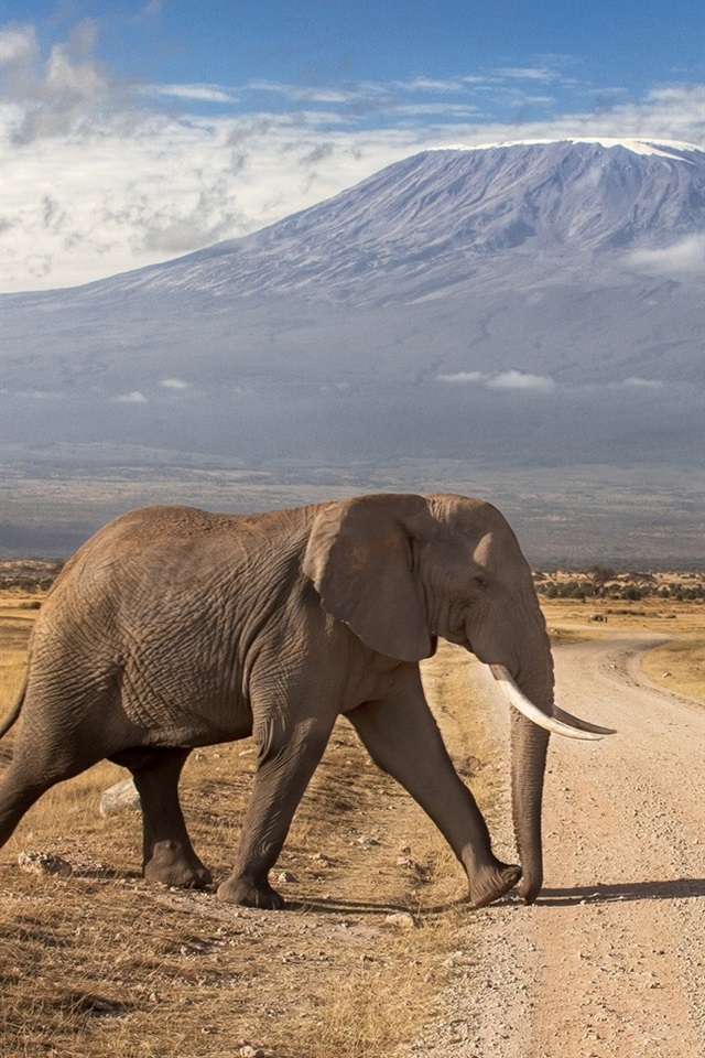 Animal In Wild Africa Hd - HD Wallpaper 