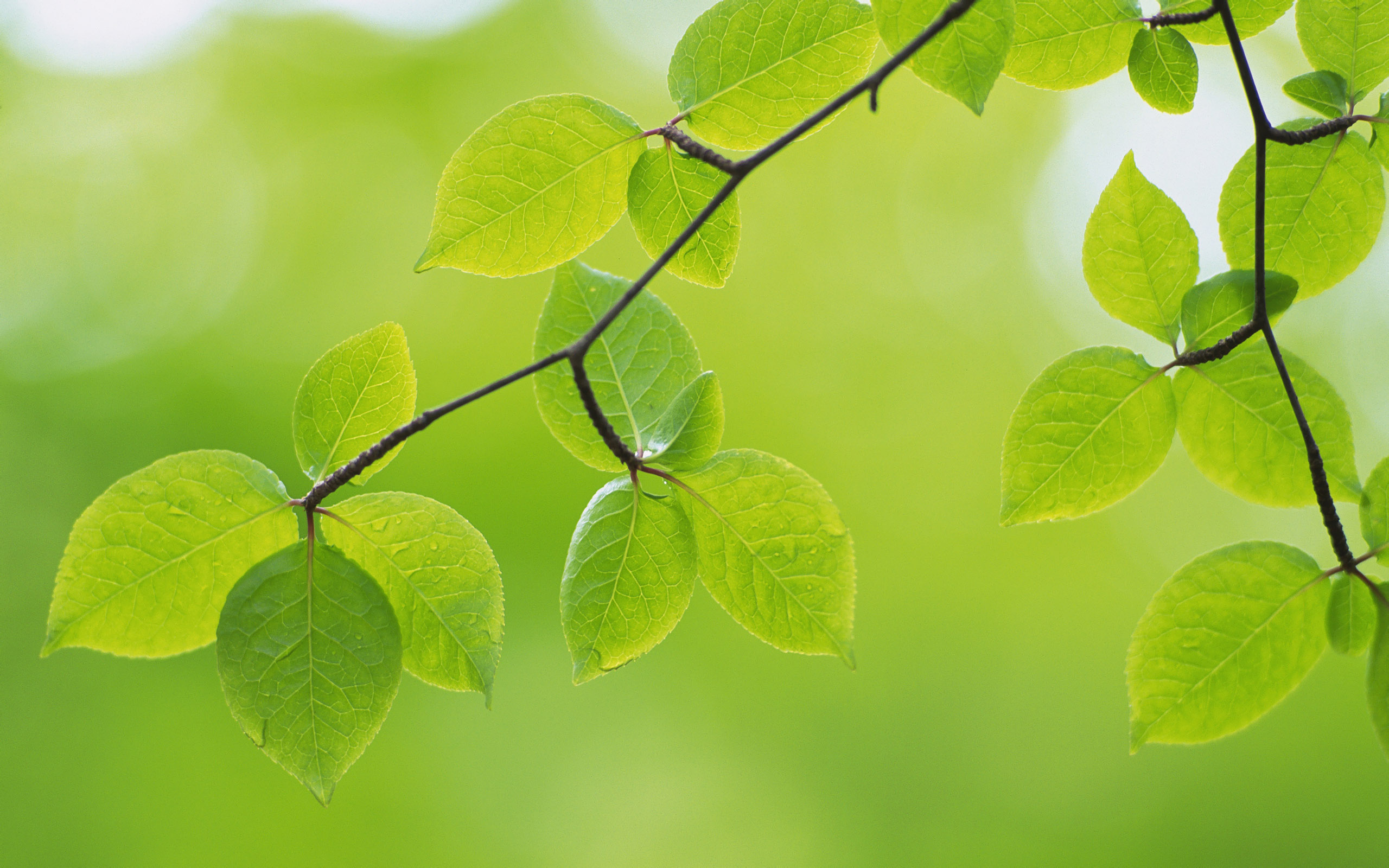 Green Leaves - HD Wallpaper 