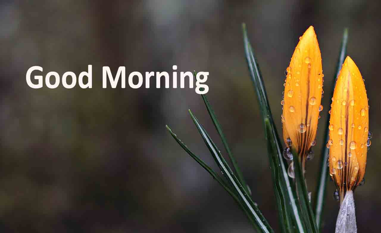 Good Morning Images - New Latest Good Morning - HD Wallpaper 