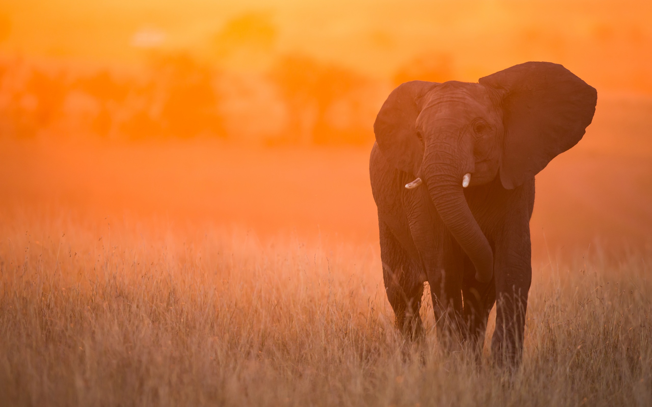 Elephants In The Sunset - HD Wallpaper 