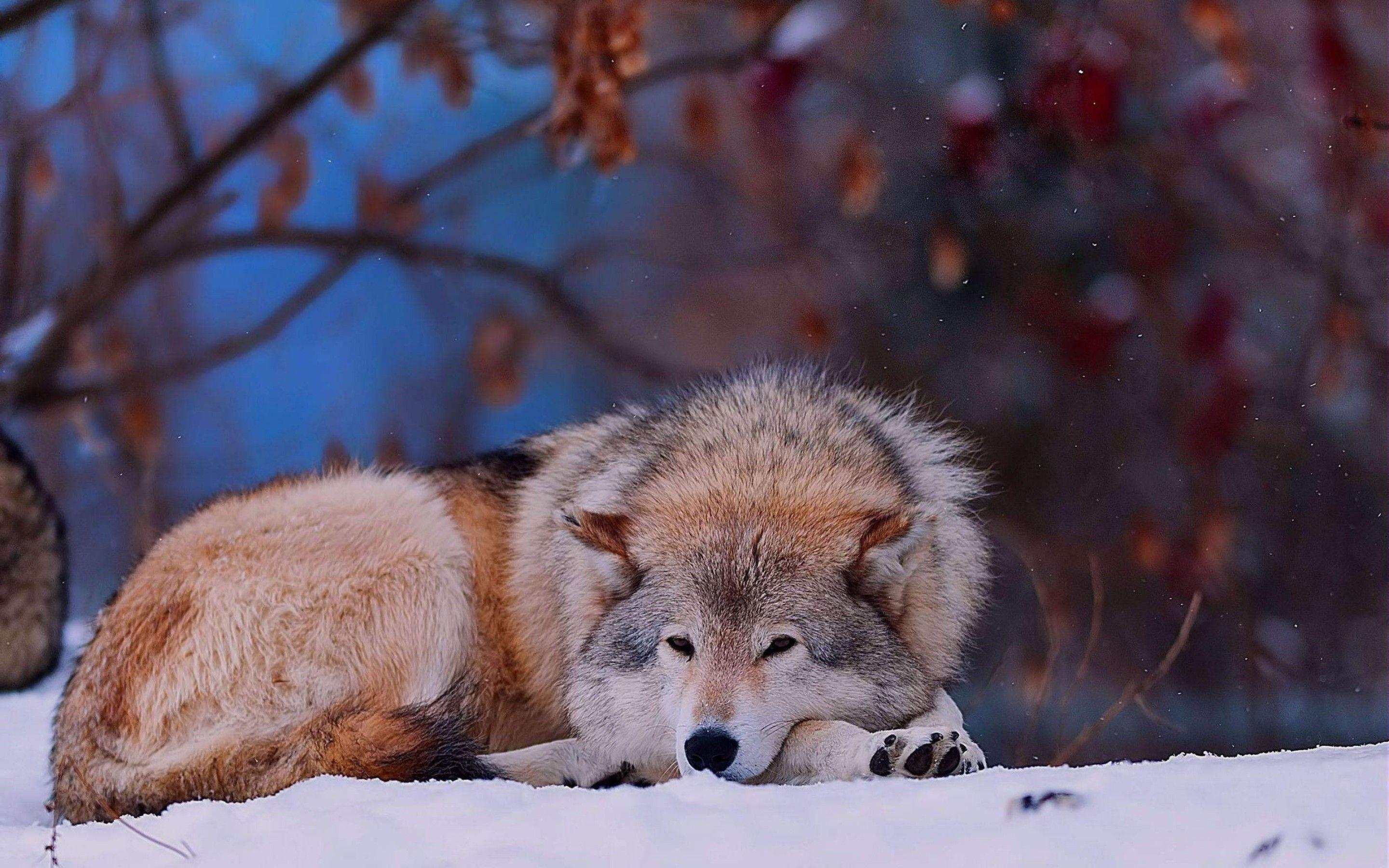 Wolf, Down, Sad - تصاویر زیبای طبیعت کانادا - HD Wallpaper 