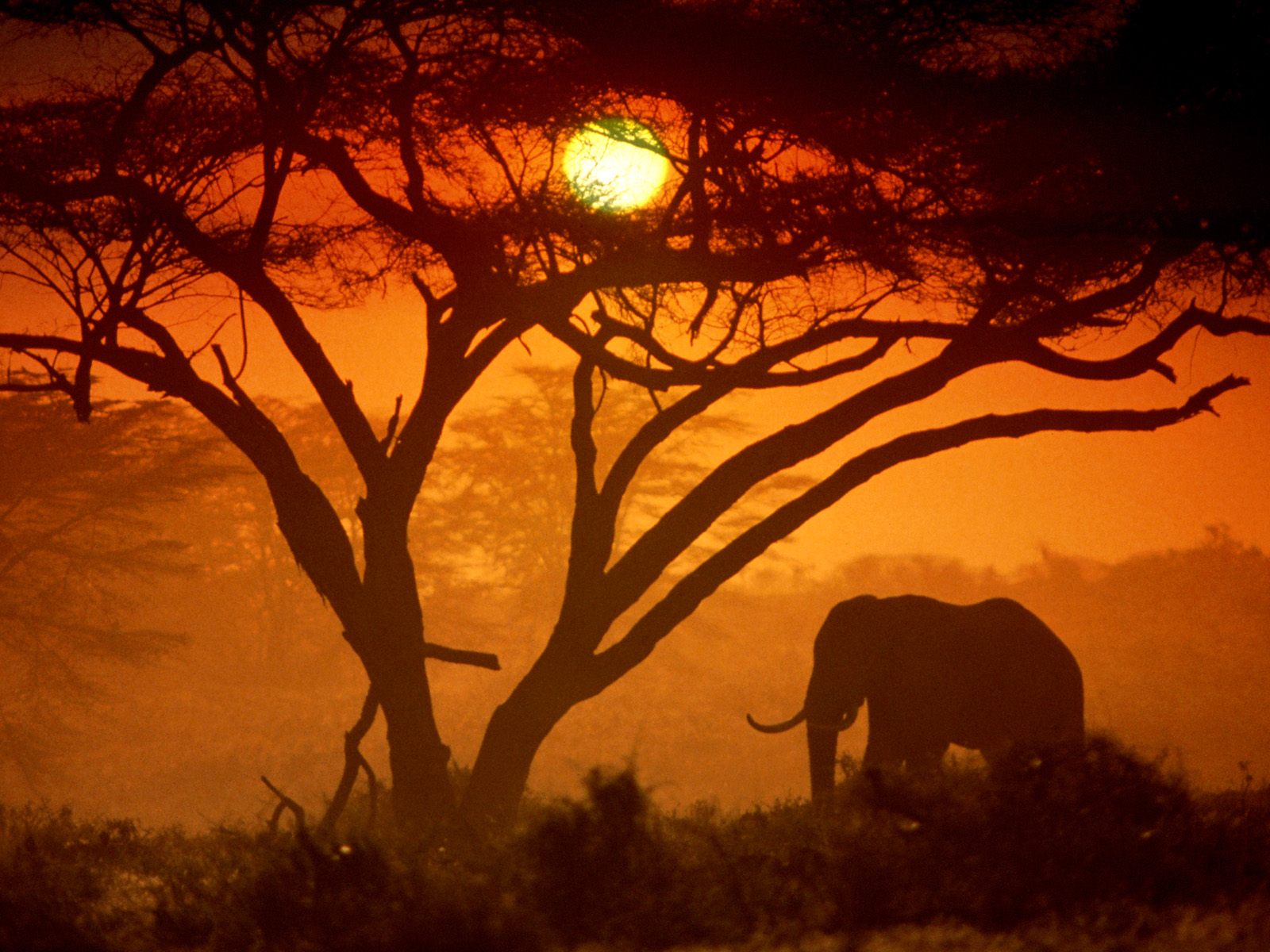 Safari Sunset In Kenya - Whispers An Elephant's Tale Songs - HD Wallpaper 