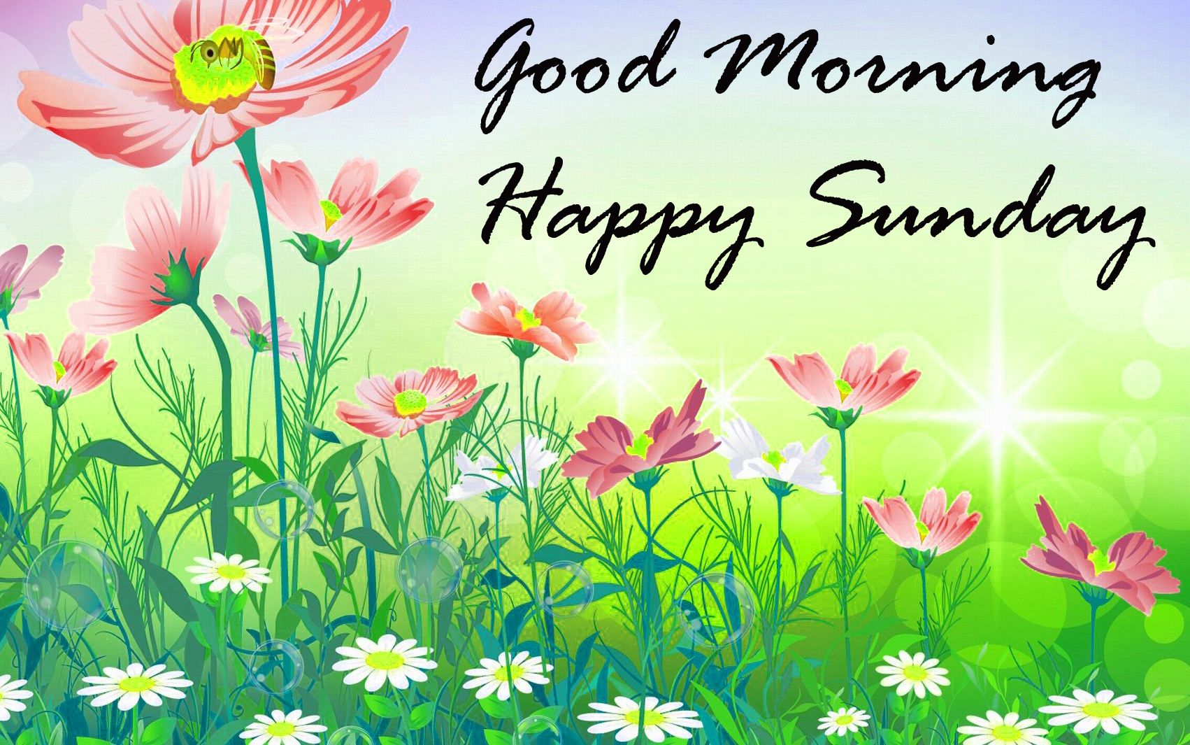 Good Morning Happy Sunday Flowers - HD Wallpaper 