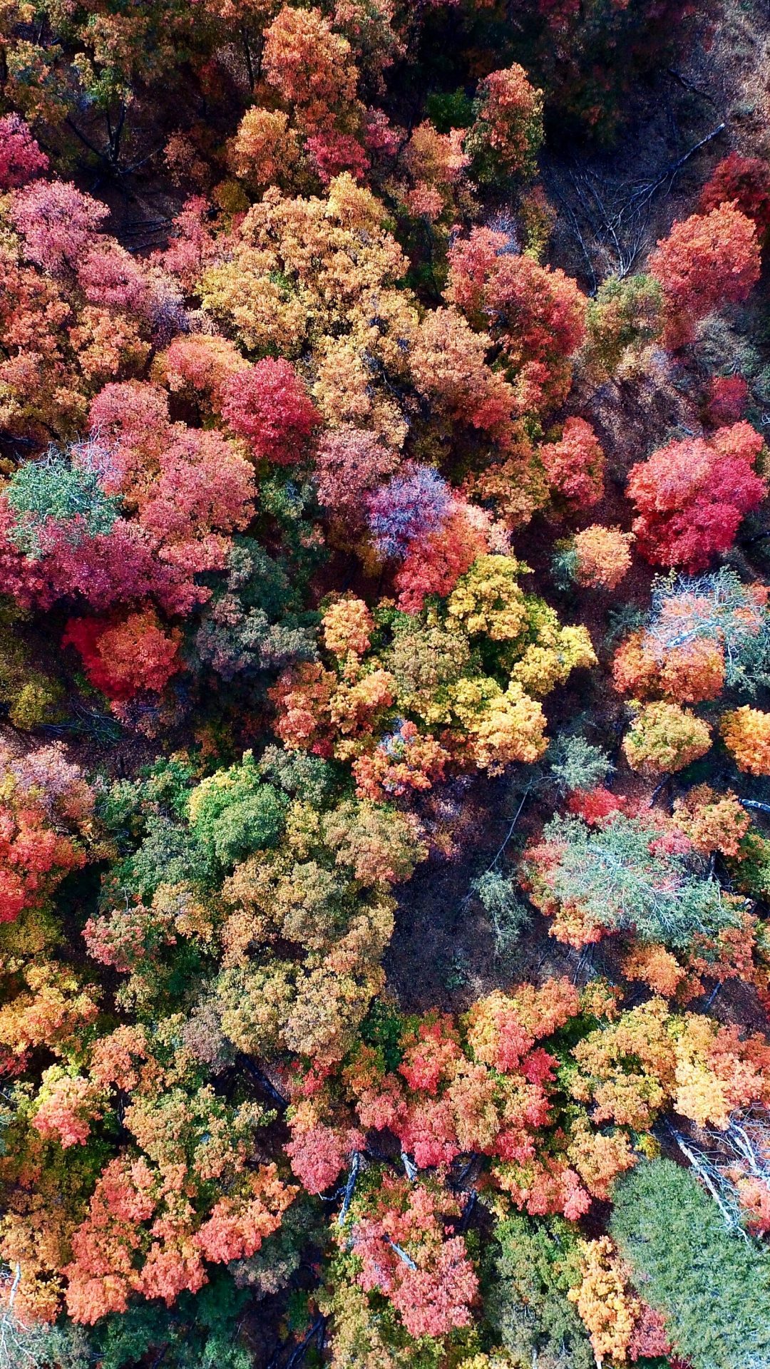 Colors Of Fall Iphone Wallpaper - Wald Von Oben Bunt - HD Wallpaper 