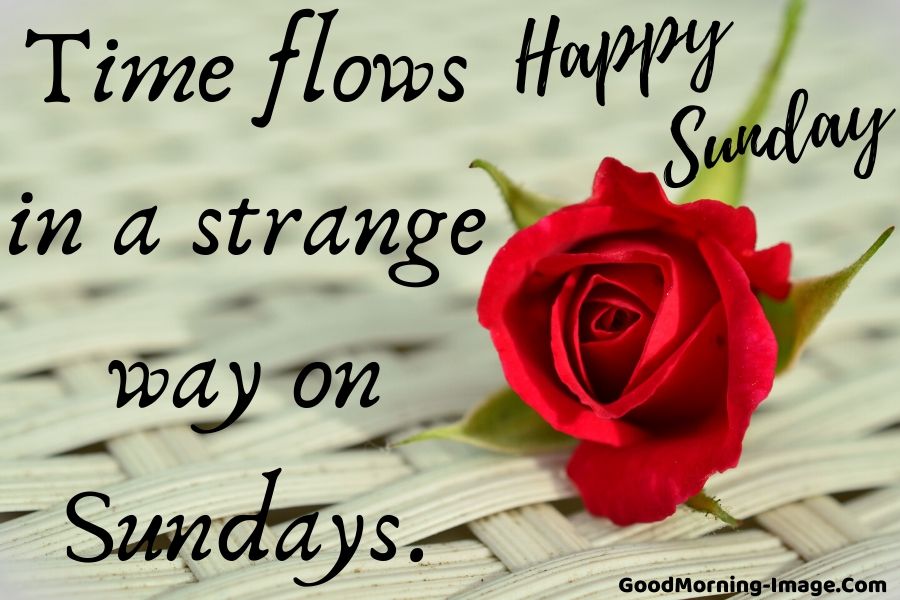Happy Sunday Quotes - Garden Roses - HD Wallpaper 
