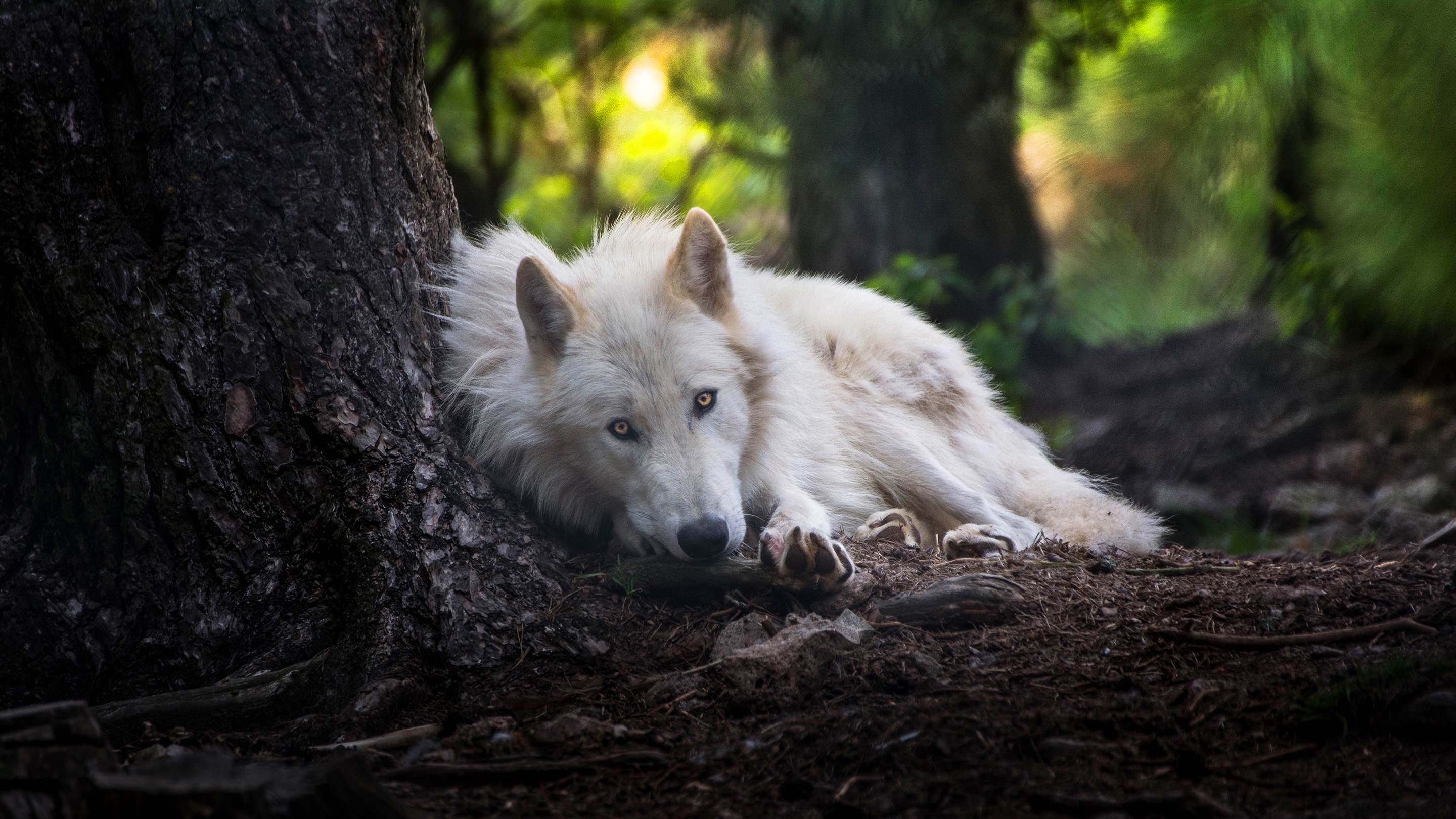 White Wolf Wallpaper 4k - HD Wallpaper 