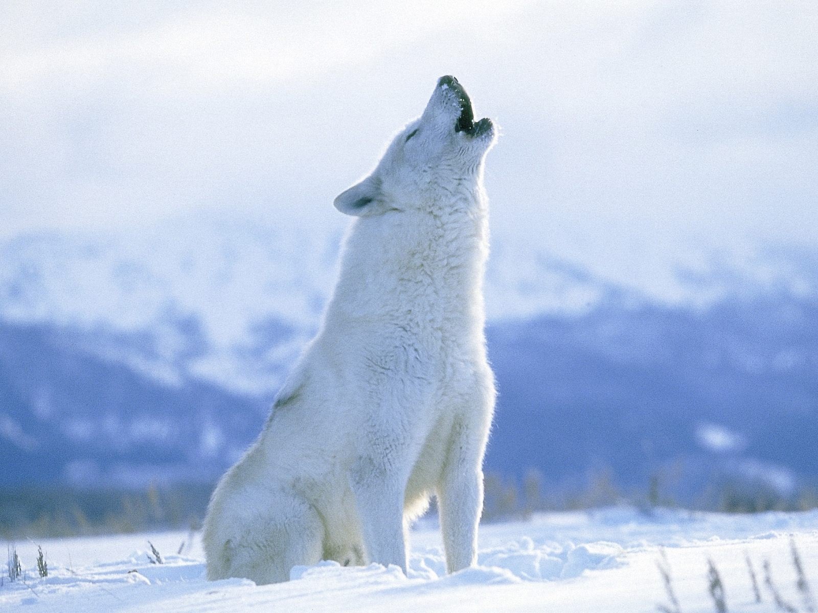 Arctic Wolf - HD Wallpaper 