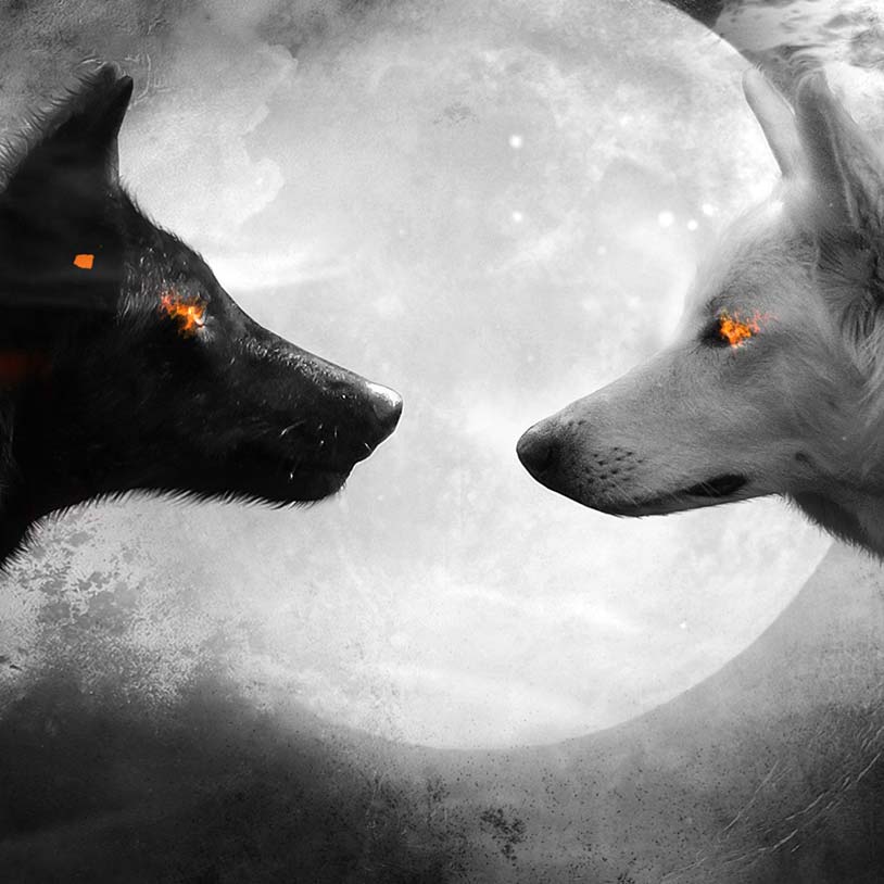 Black And White Wolf Wallpaper Engine - Wolf Wallpaper Black And White - HD Wallpaper 