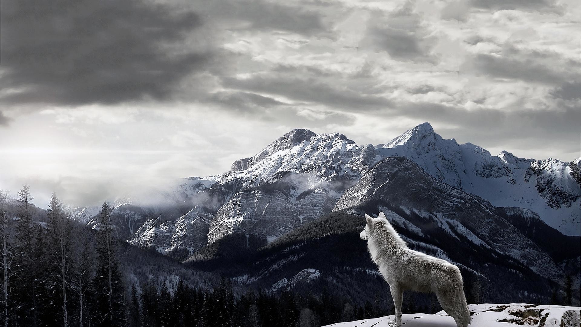 Wolf Backgrounds - HD Wallpaper 