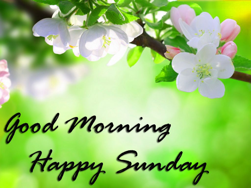 Sunday Good Morning Wallpaper Pics Download - Good Morning Happy Sunday Images Download - HD Wallpaper 