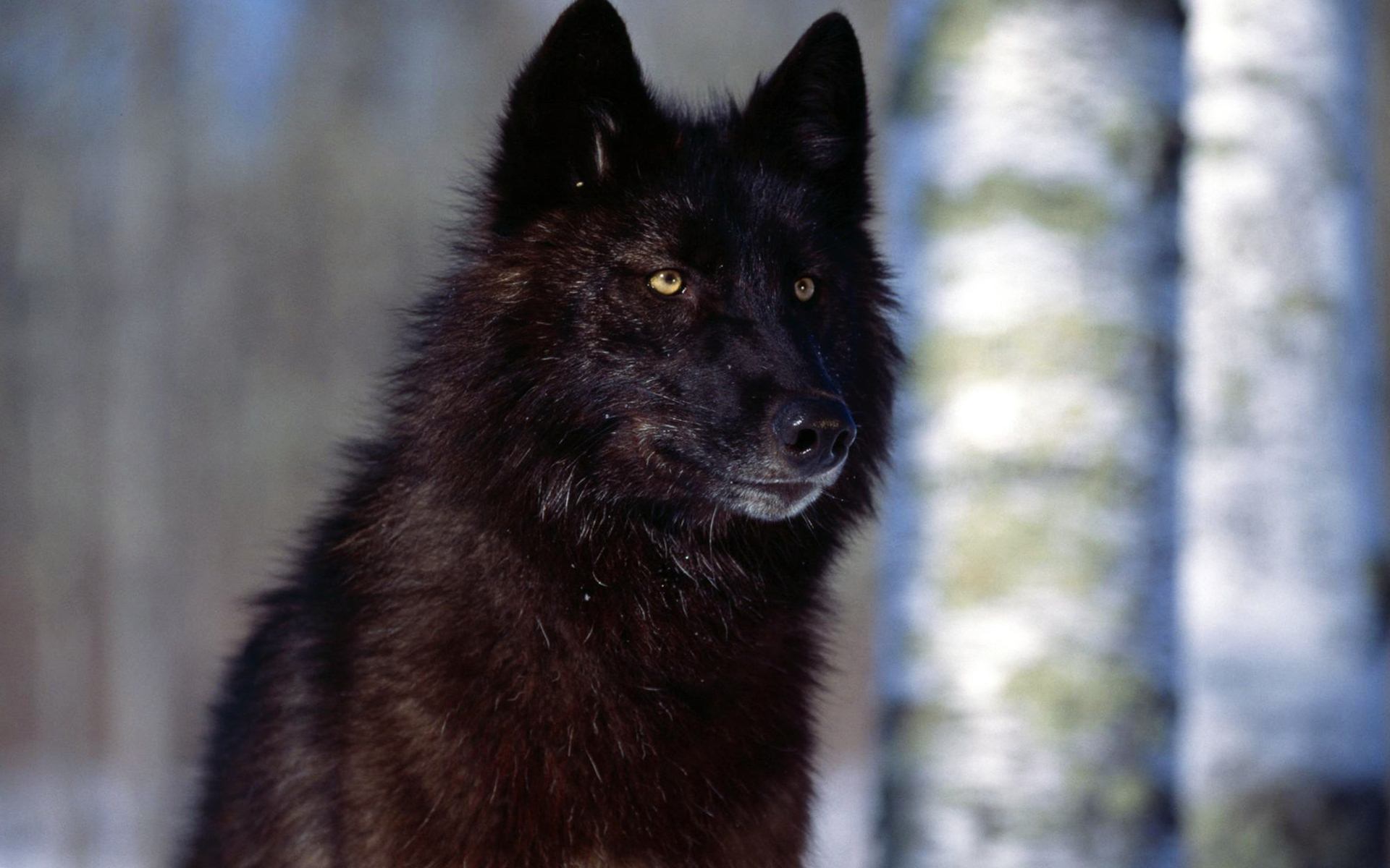Black Wolf Yellow Eyes - HD Wallpaper 