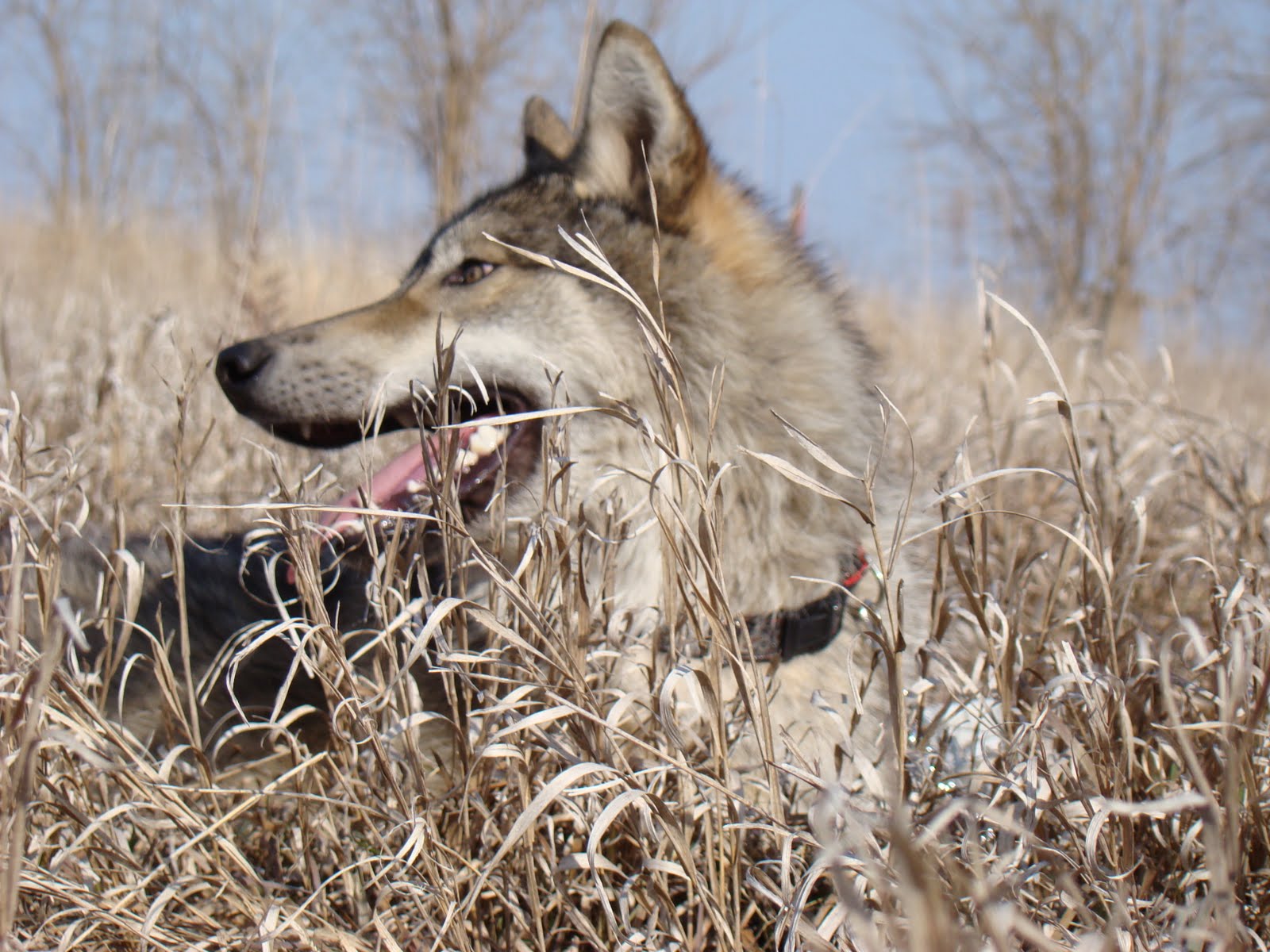 Wallpaper Ukuran Besar - Czechoslovakian Wolfdog - HD Wallpaper 
