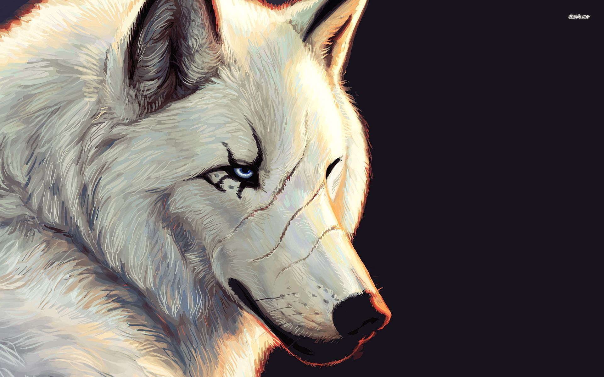 White Wolf 19x10 Wallpaper Teahub Io