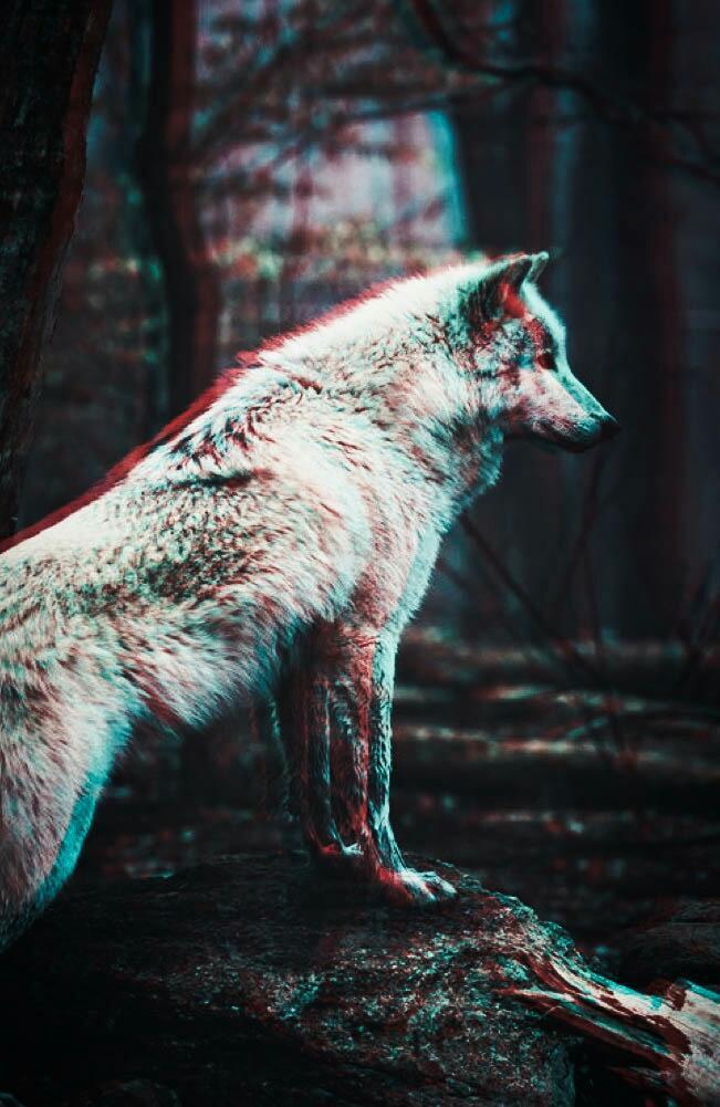 Wolf, Wallpaper, And Animal Image - Wolf Wallpaper Iphone - 651x1001  Wallpaper 