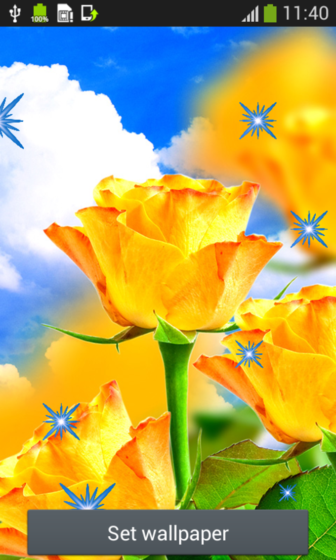 Tulip - HD Wallpaper 