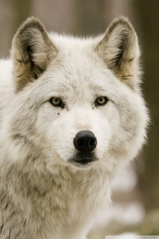 White Wolf Wall Paper - HD Wallpaper 