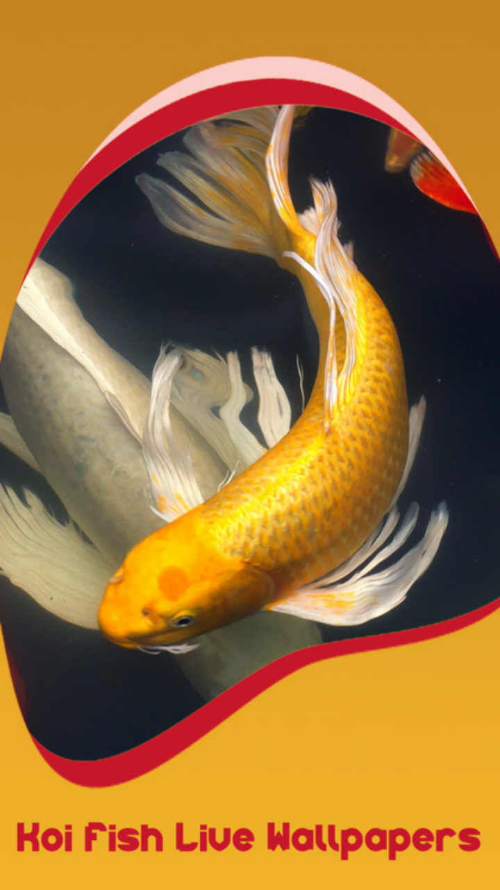 Ikan Koi Emas - HD Wallpaper 