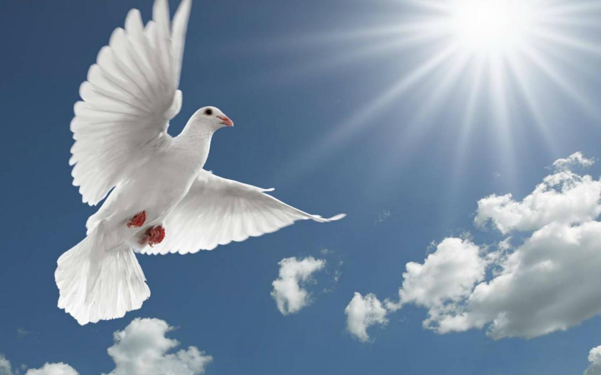 Background Holy Spirit - HD Wallpaper 