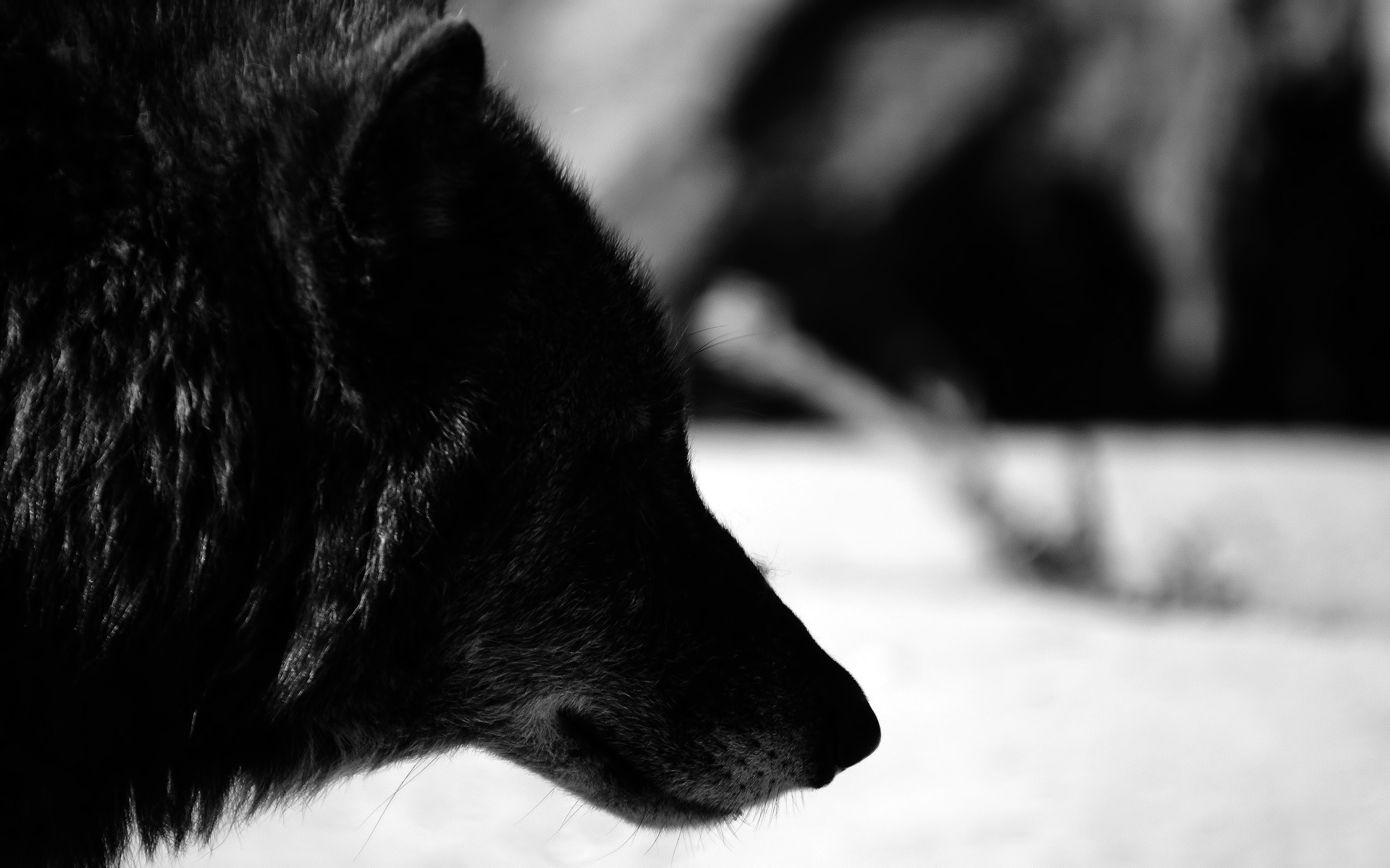 Black Wolf Wallpaper - HD Wallpaper 