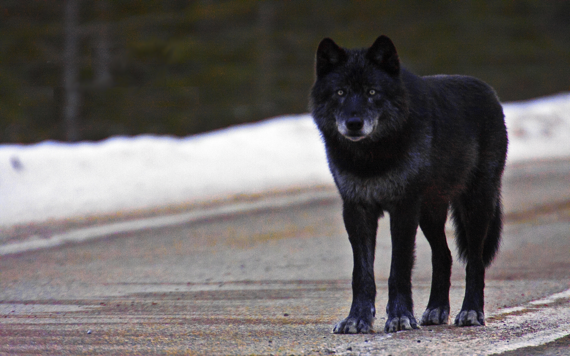 Black Wolf Wallpapers 4k - HD Wallpaper 