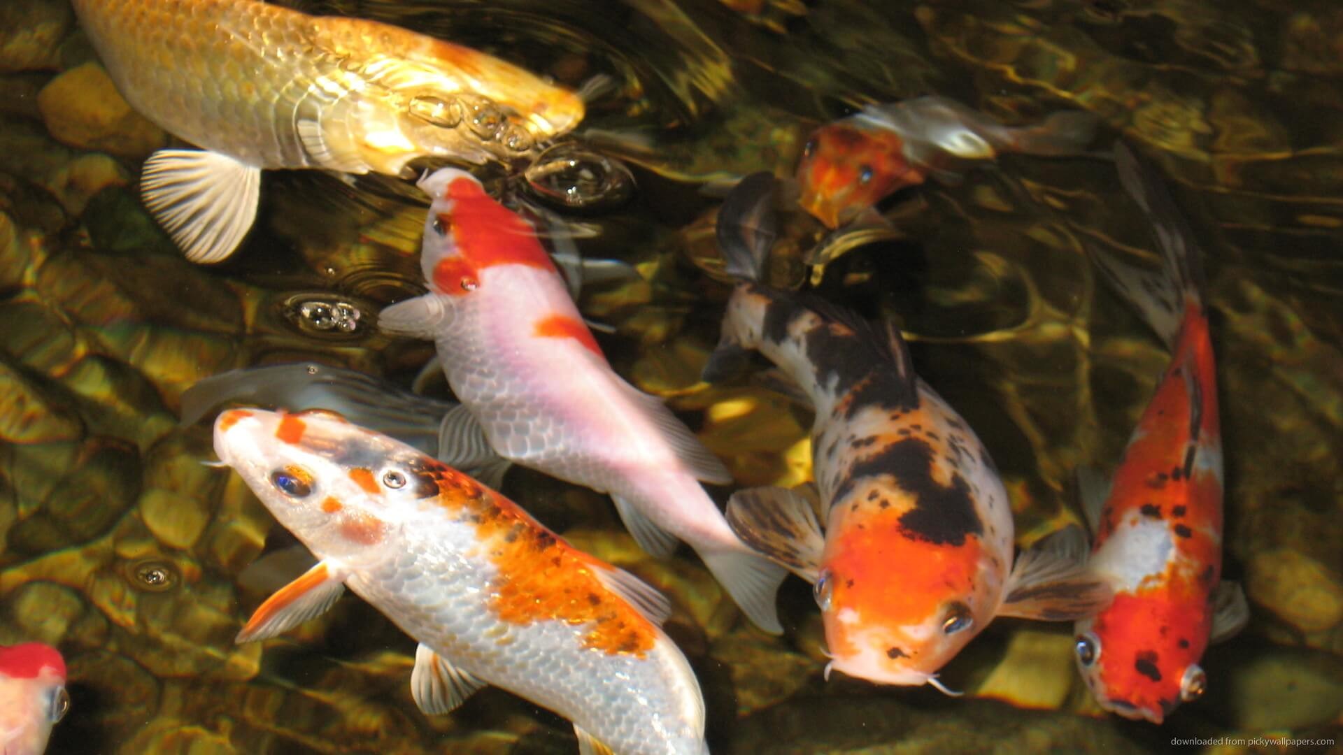 Koi Fish Pond Wallpaper Hd Koi Fish In The Pond - Koi Fish - HD Wallpaper 