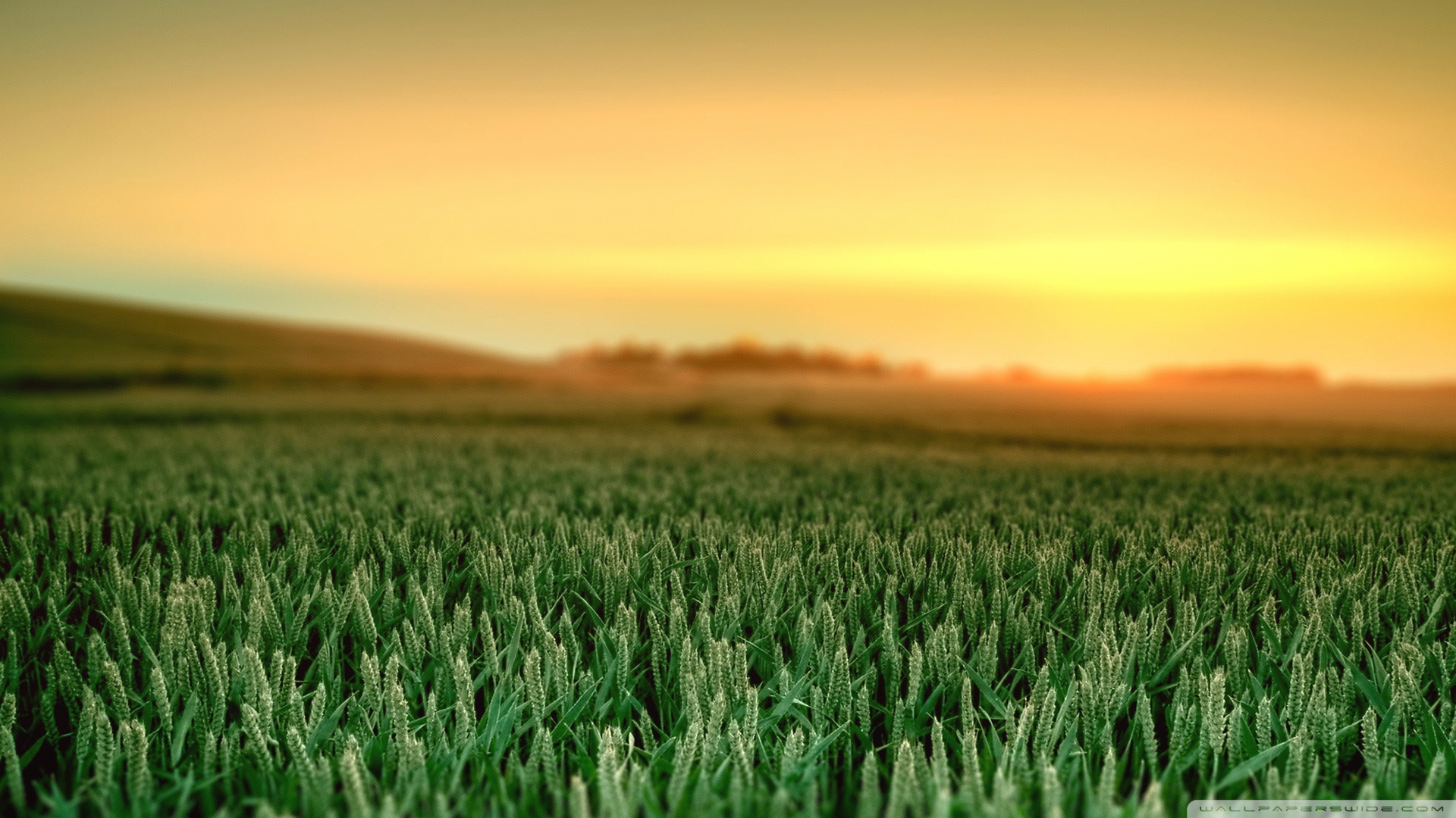 High Resolution Wheat Field - HD Wallpaper 