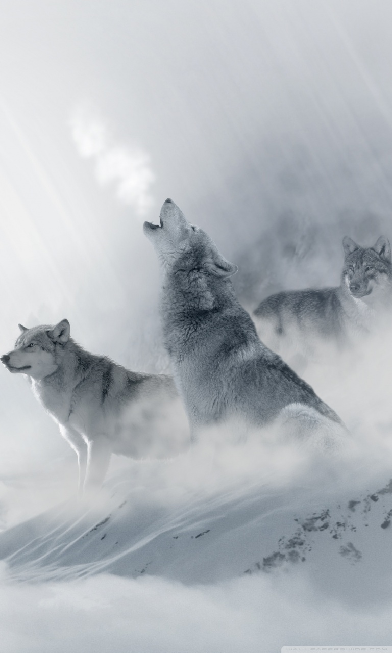 Wolf Wallpaper Hd For Mobile - 768x1280 Wallpaper 