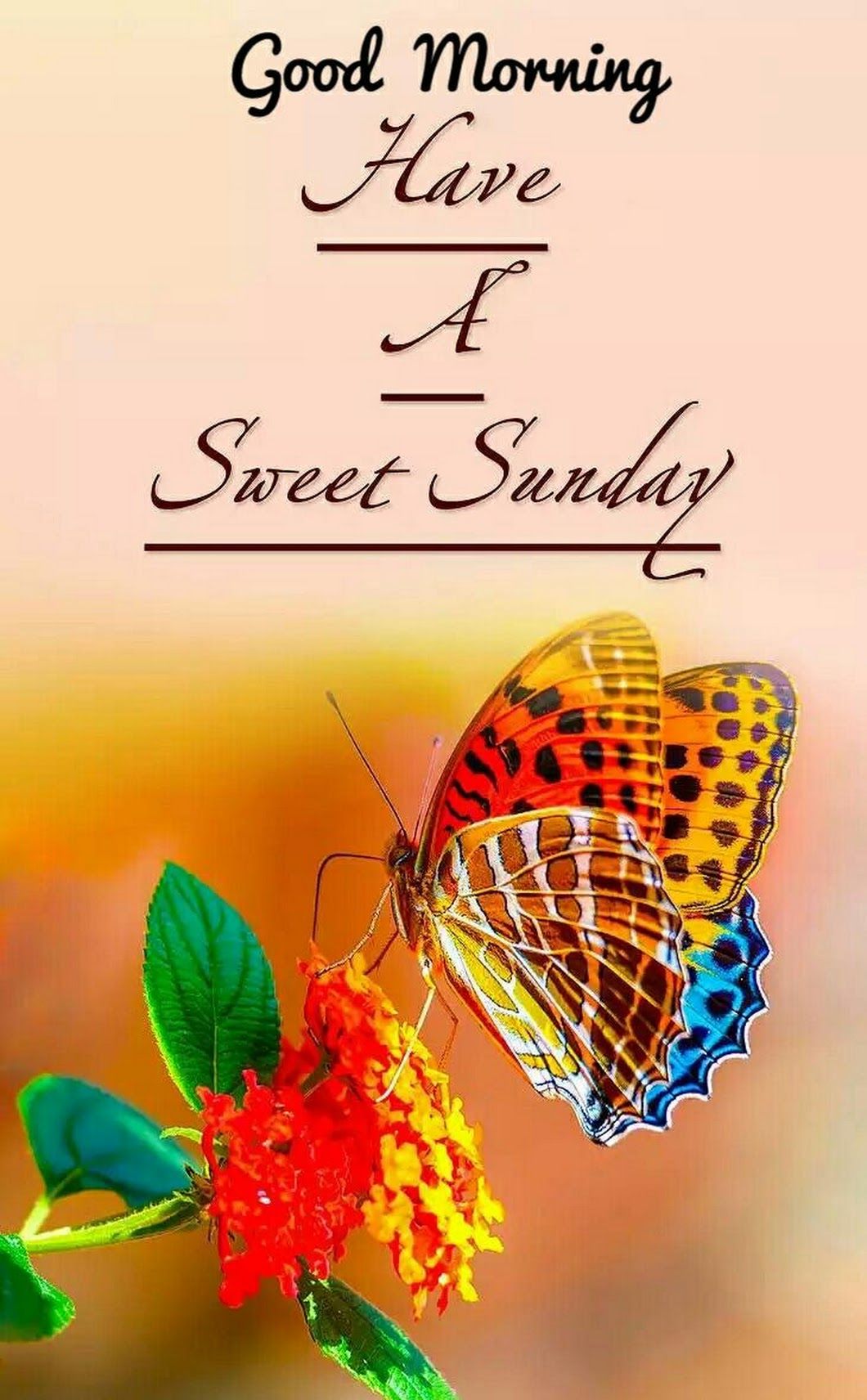 Colorful Butterfly On Flower - HD Wallpaper 