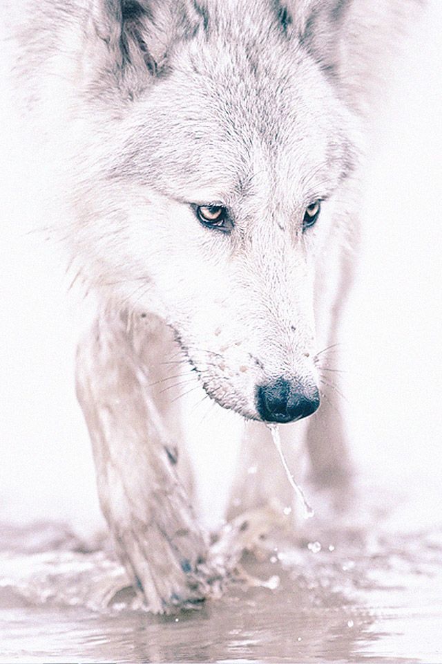 White Wolf Hd Wallpaper Iphone 640x960 Wallpaper Teahub Io