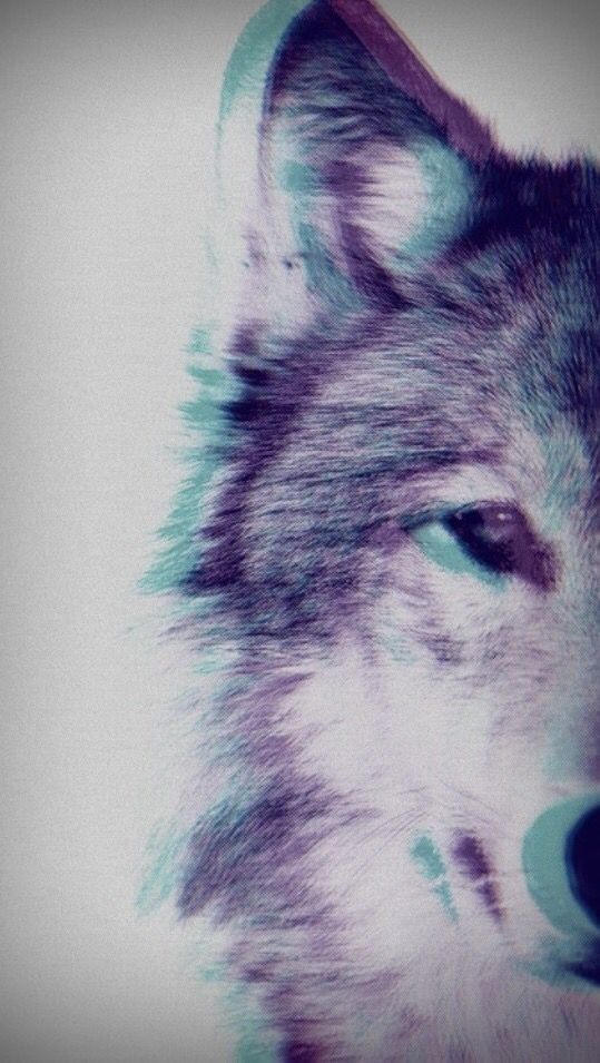 Wolf Wallpaper For Whatsapp - HD Wallpaper 