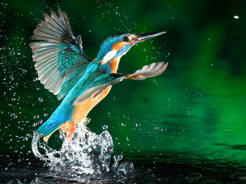 Kingfisher Bird Fisherman Hd Wallpaper Download For - Bird Splashing In Water - HD Wallpaper 