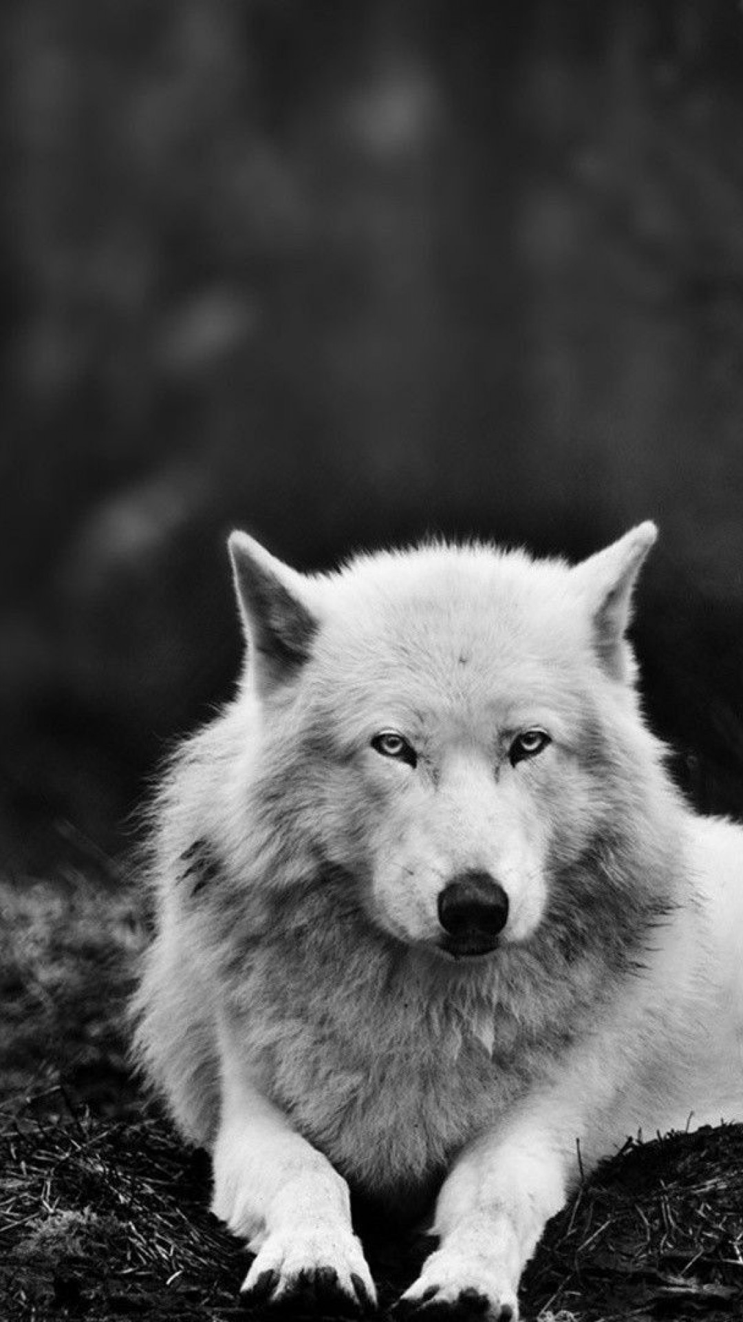 1080x1920, Mobiles Hd Resolutions - Wolf Wallpaper Phone Hd - 1080x1920 Wallpaper 1080x1920, Mobiles Hd Resolutions - Wolf Wallpaper Phone Hd - 1080x1920 Wallpaper