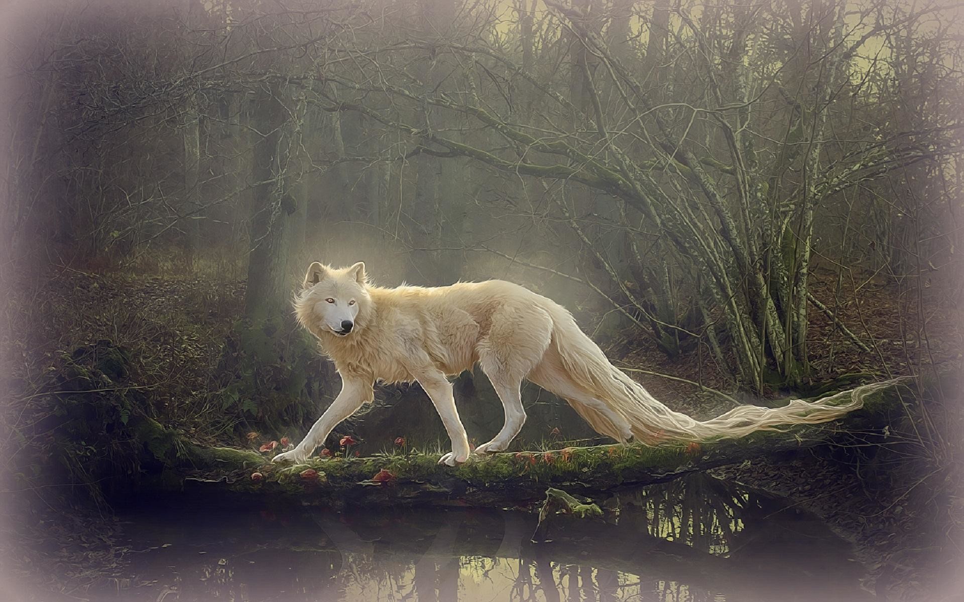 Hd Beautiful White Wolf Wallpaper 
 Data-src /w/full/c/3/d/535297 - Beautiful Wallpaper Wolf - HD Wallpaper 