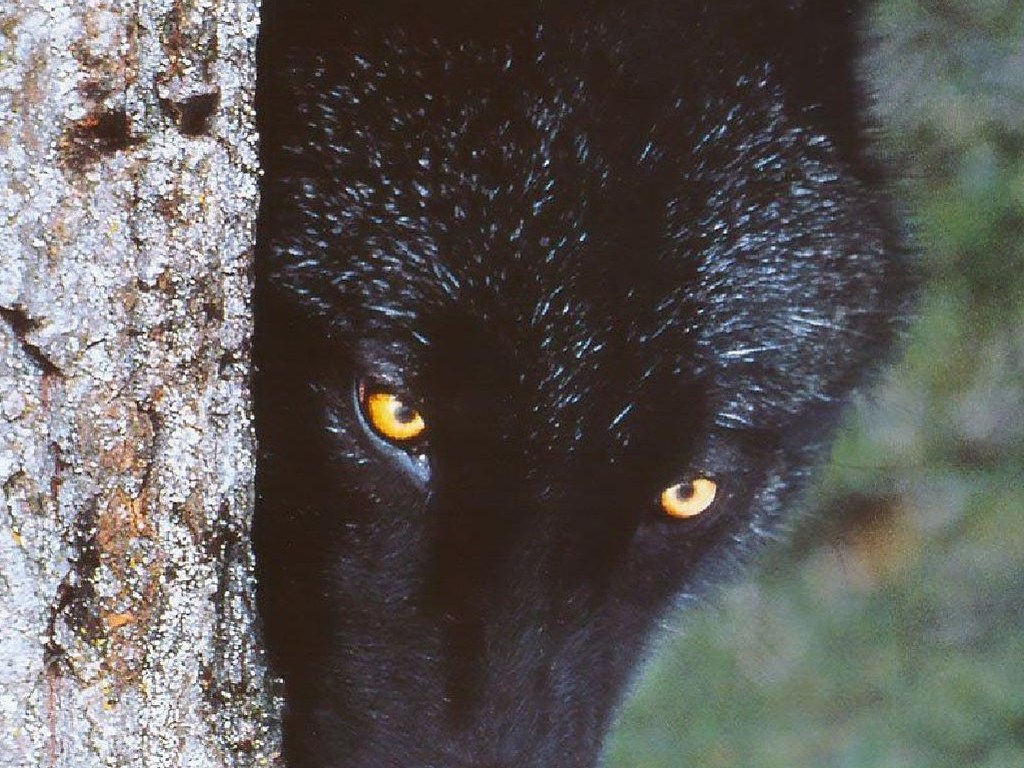Beautiful Black Wolf Art - HD Wallpaper 