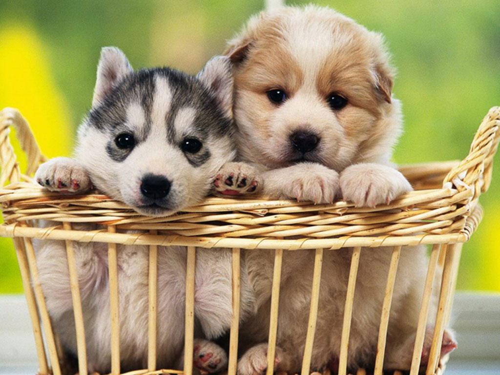 Free Puppy - HD Wallpaper 