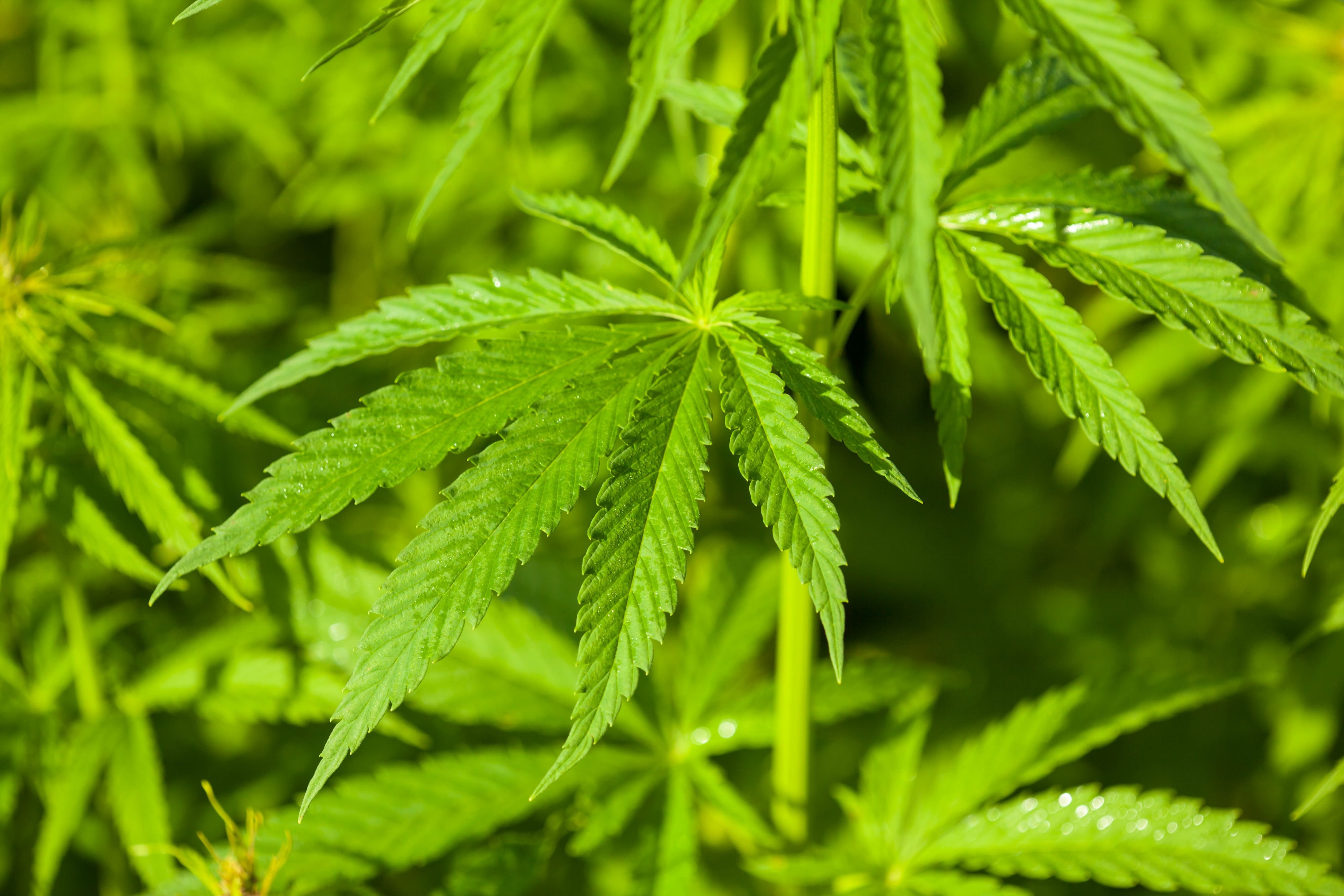 Weed Nature Wallpaper Full Hd,hd Nature Wallpaper, - Green Nature Background Tumblr Laptop - HD Wallpaper 