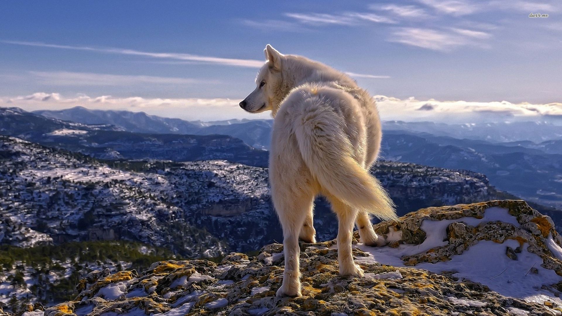 Wolf Nature Wallpaper Hd - HD Wallpaper 