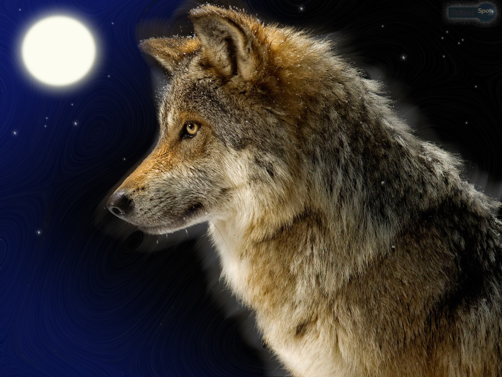 Brown Wolf - HD Wallpaper 