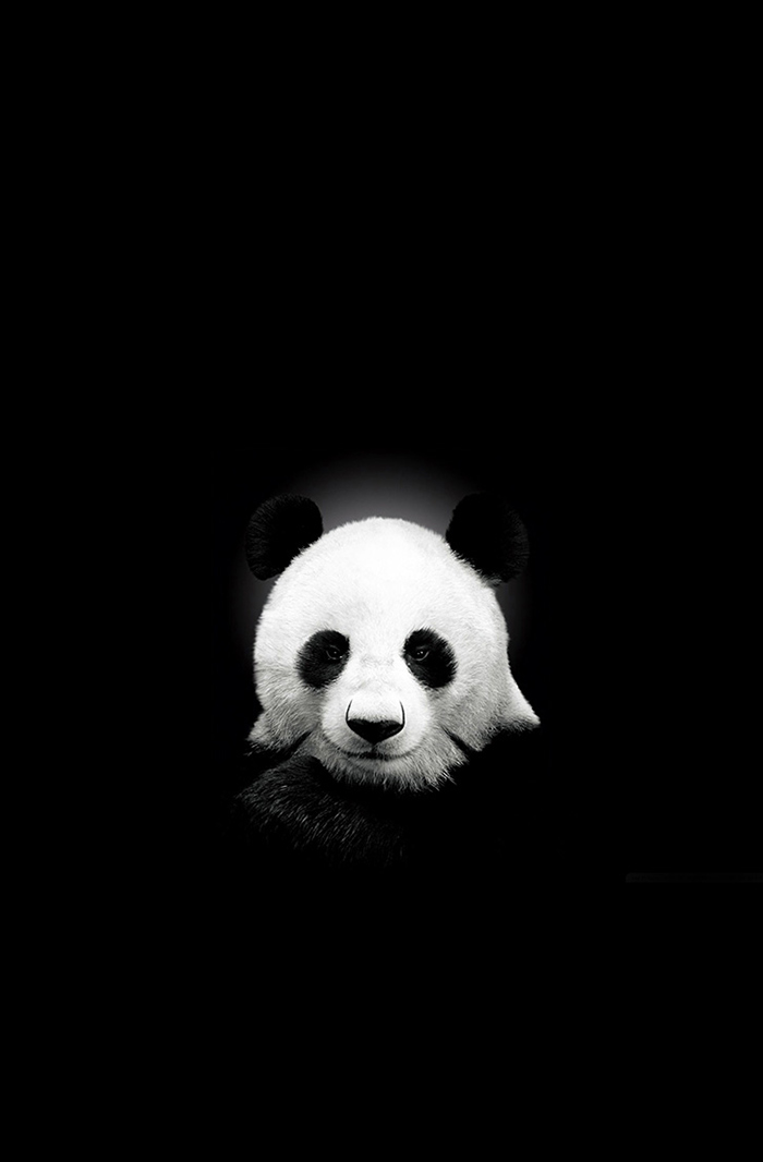 Panda - HD Wallpaper 