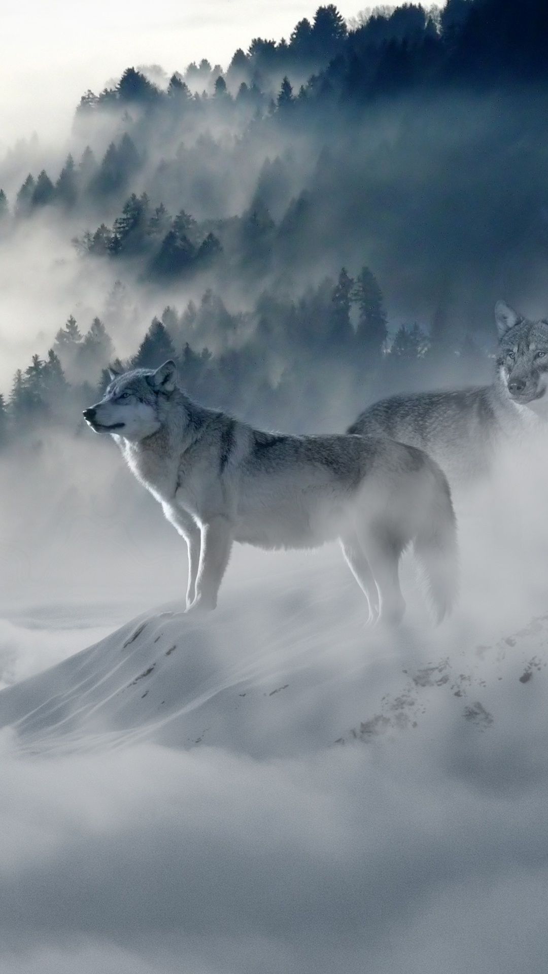 Wolf Hd Wallpaper Iphone X - HD Wallpaper 