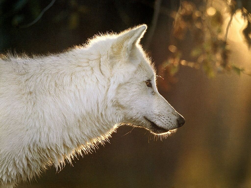 White Wolf - Profile Of A Wolf - HD Wallpaper 