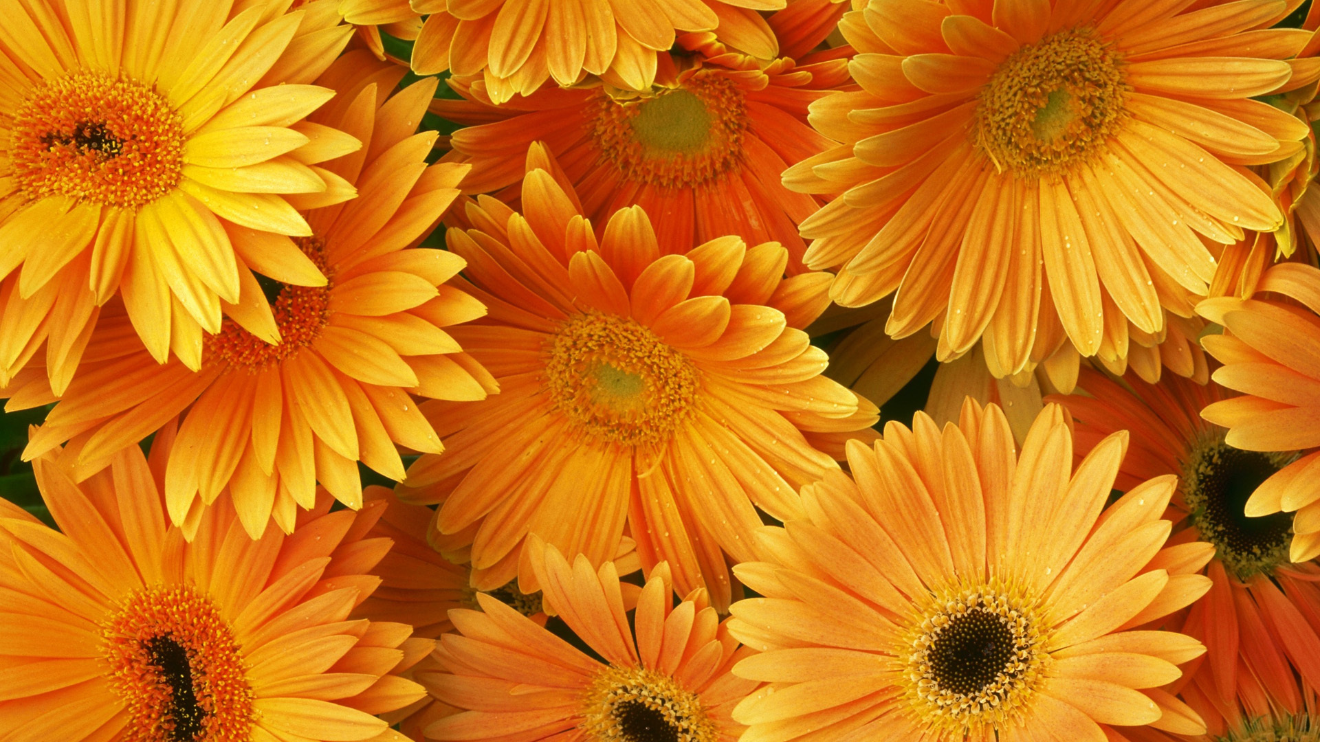 Orange Flowers 1920x1080 Wallpaper teahub.io