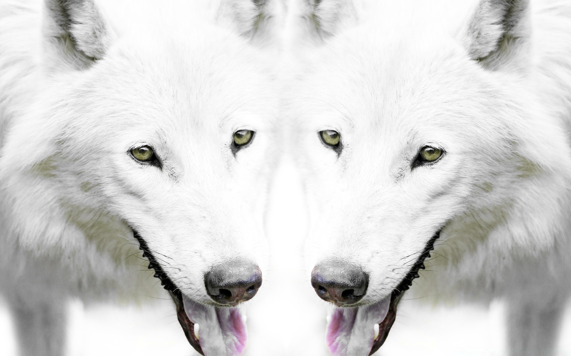 White Wolf Canine Mammal Snow Frosty Dog Winter Wildlife - Wolf For Mobile - HD Wallpaper 