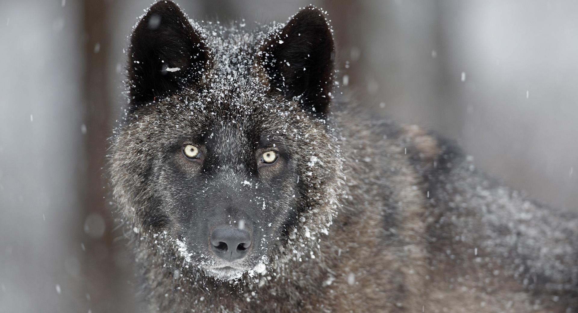 Black Wolf Wallpapers Hd Quality - Wildlife Pictures Wolf Hd - HD Wallpaper 