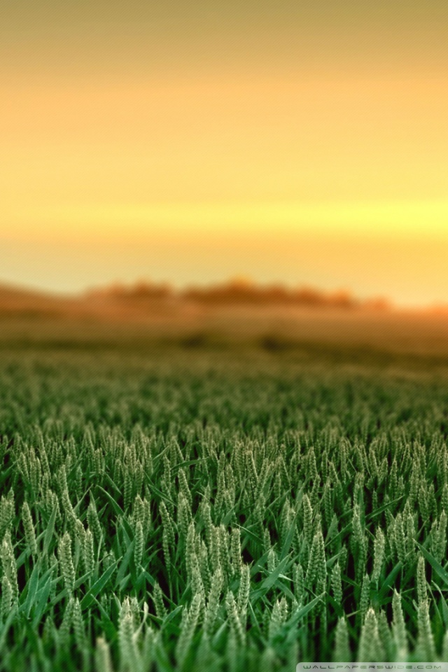 High Resolution Wheat Field - HD Wallpaper 