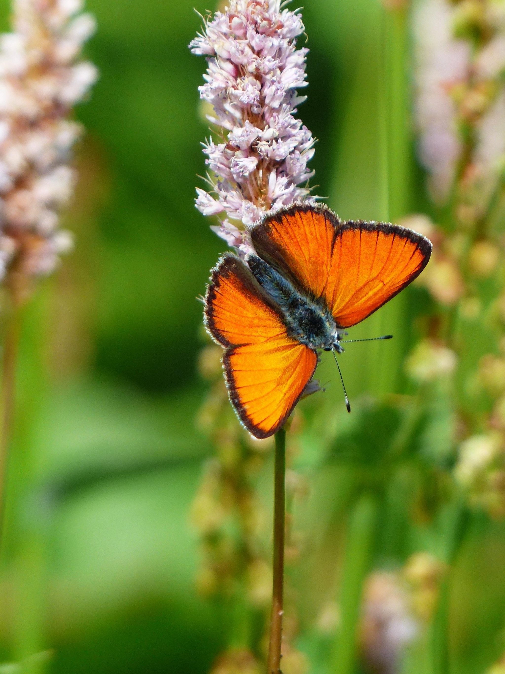 Orange Butterfly - HD Wallpaper 
