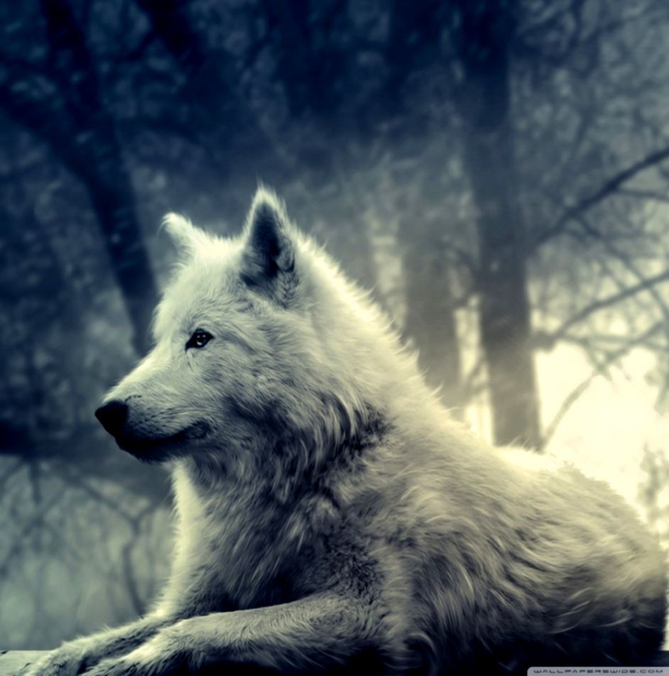 White Wolf Painting ❤ 4k Hd Desktop Wallpaper For 4k - Wolf Wallpaper Hd Widescreen - HD Wallpaper 